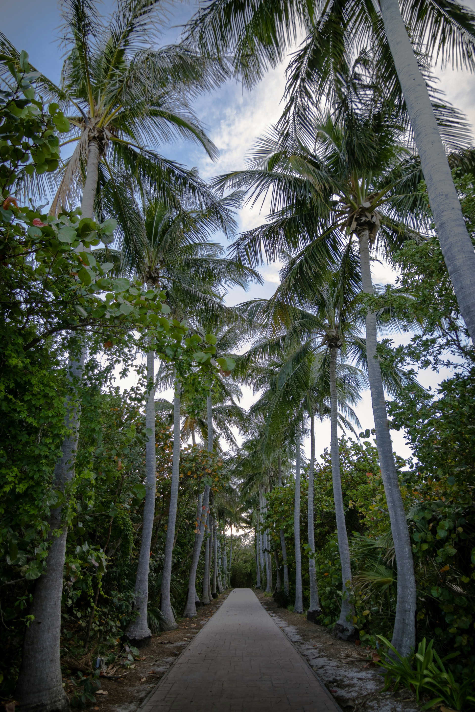 Palmas en la playa de Key Biscayne, Miami