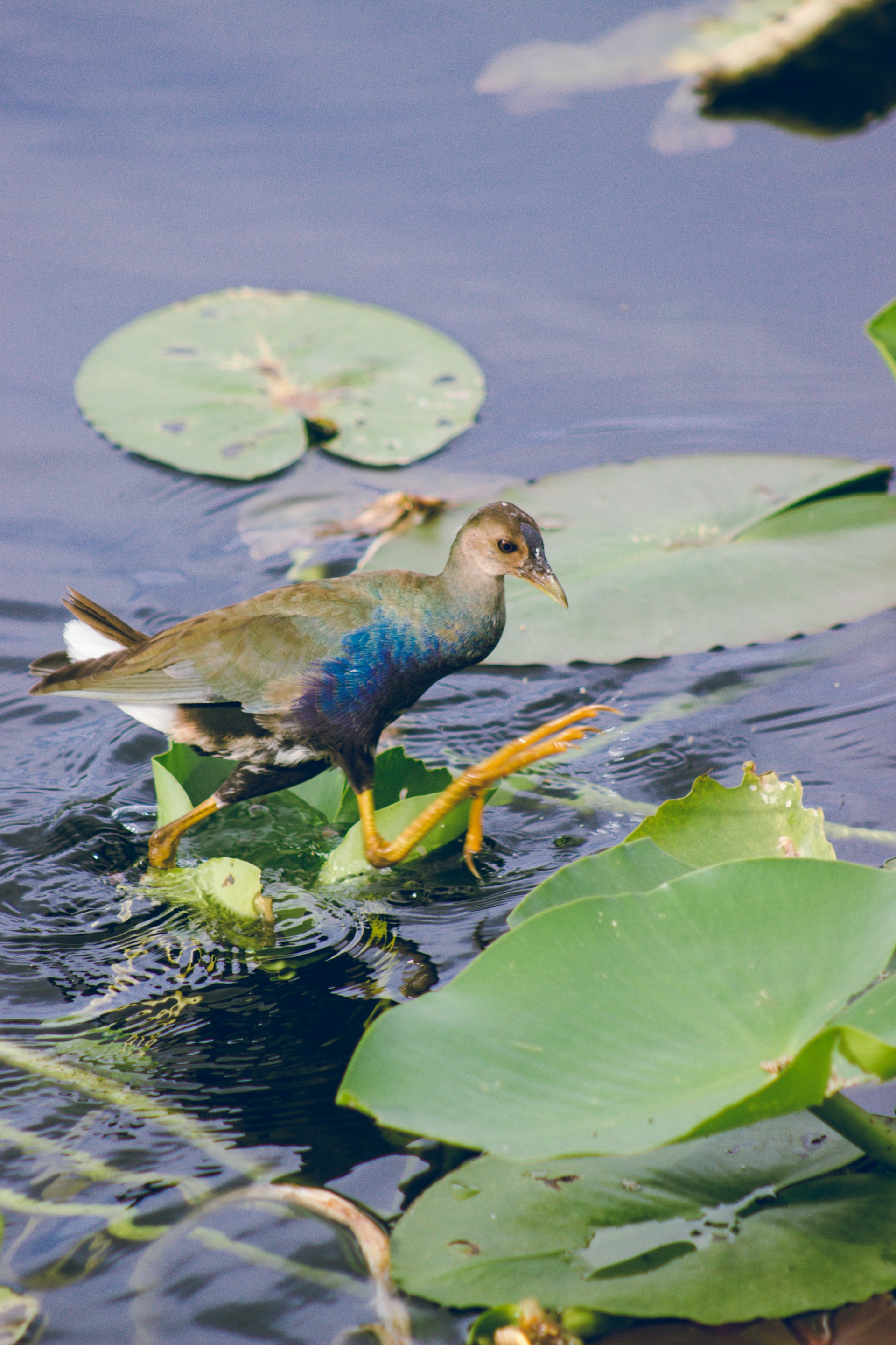 Garza azul en los humedales del Everglades National Park