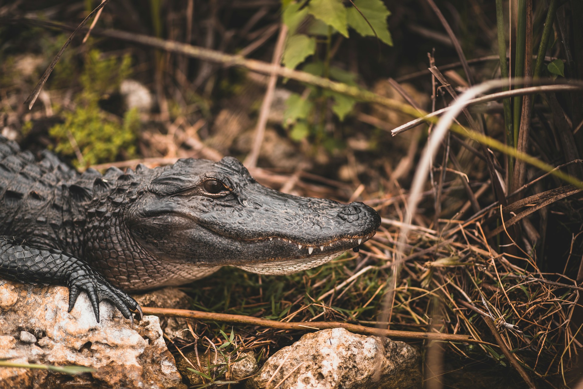 Vida silvestre en los Everglades