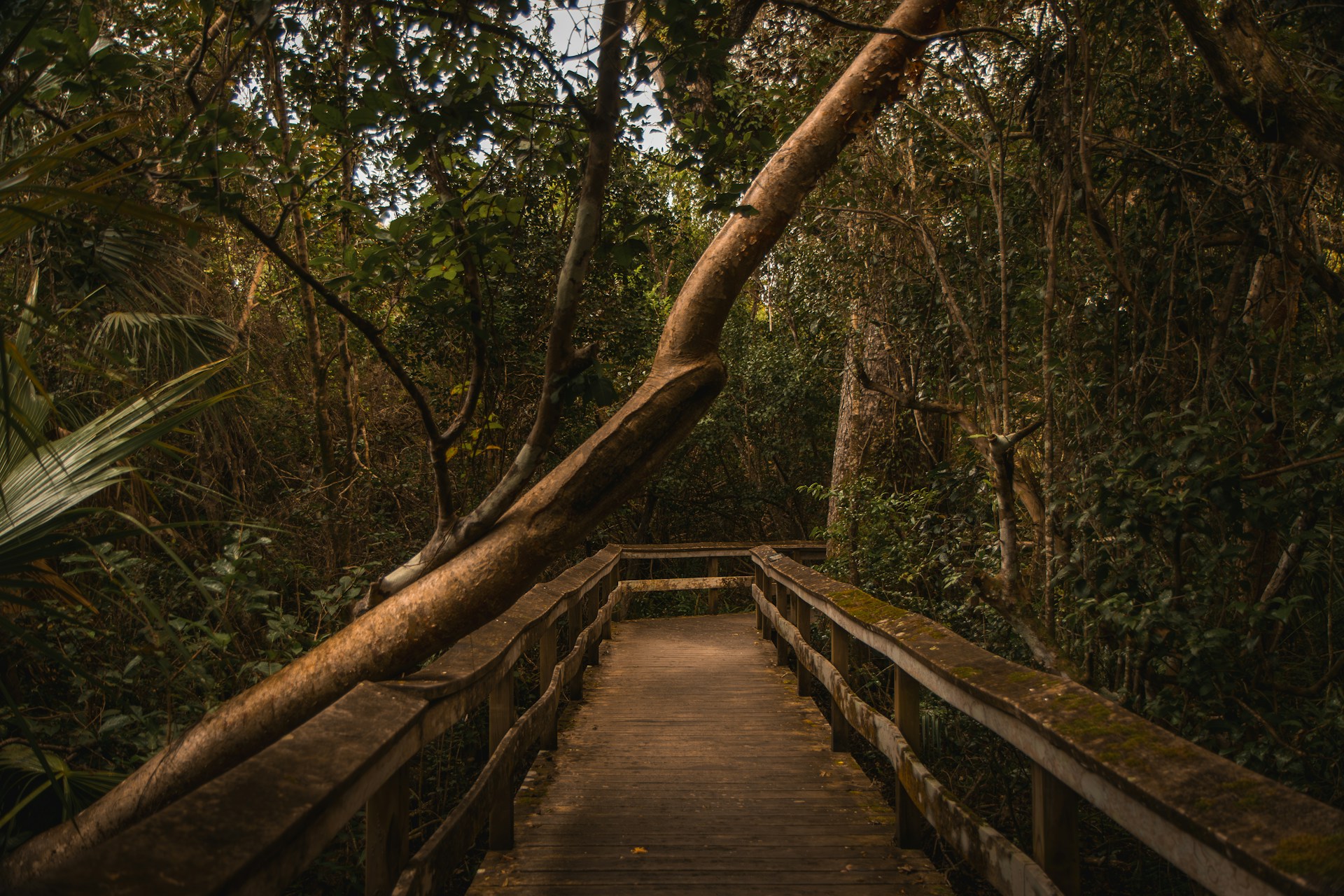 Sendero natural en los Everglades