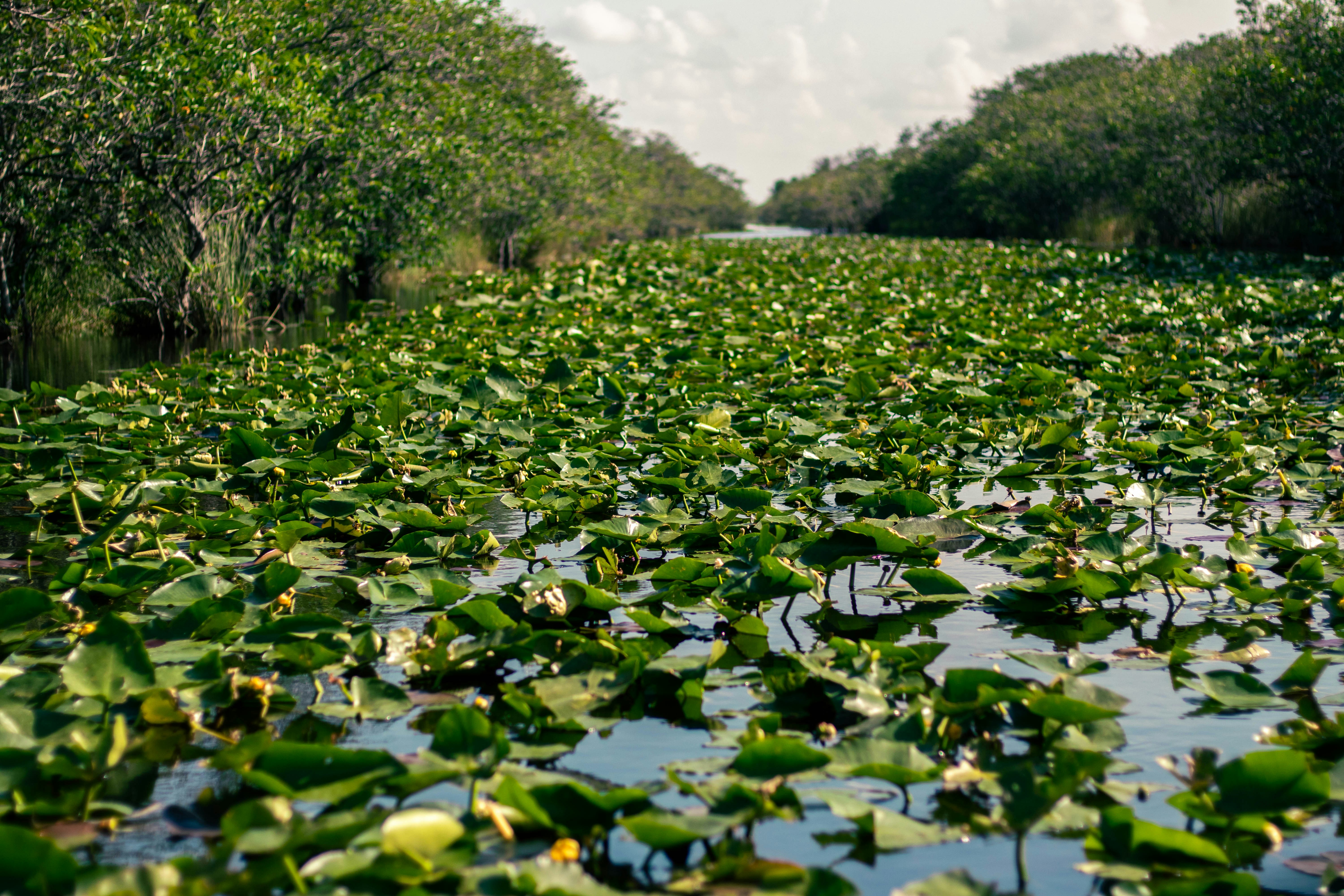 Cocodrilo americano en los Everglades