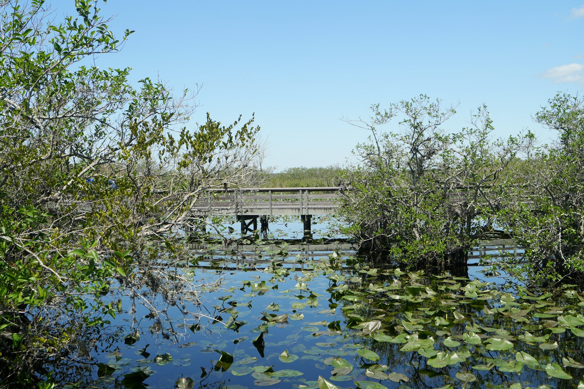 Flora subtropical de los Everglades