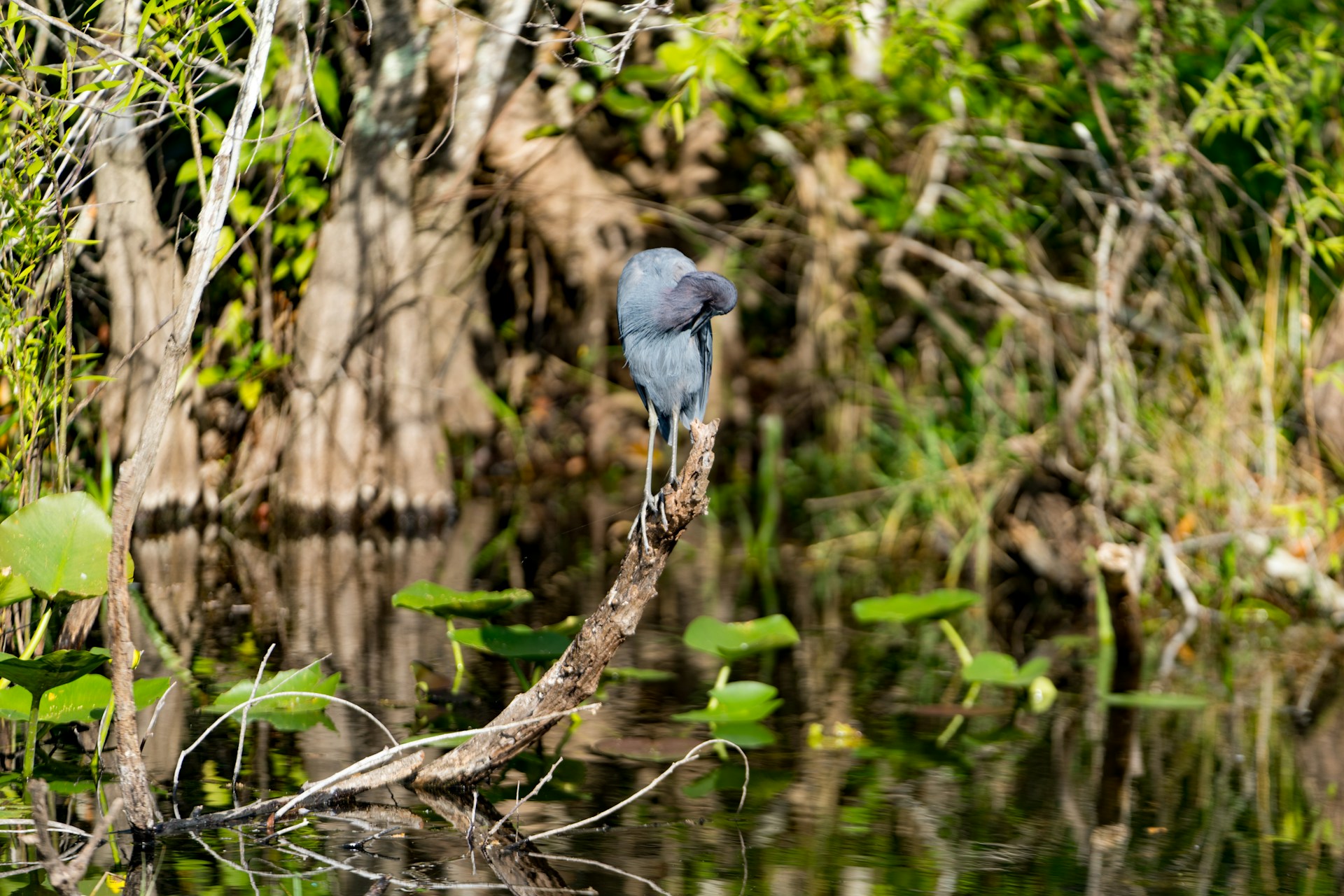 Everglades National Park — paisaje con caimanes y aves