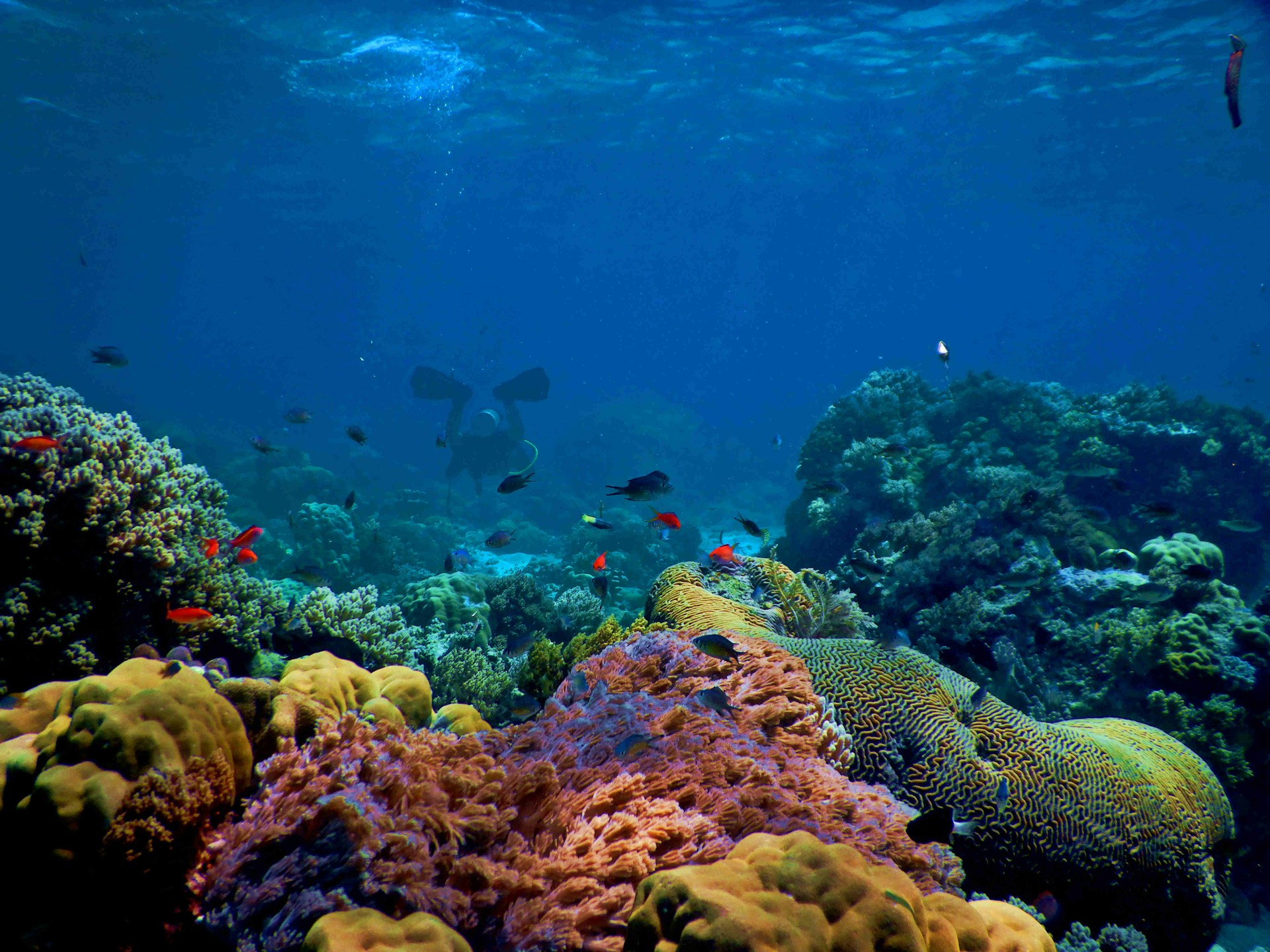 Buceador explorando el arrecife en John Pennekamp