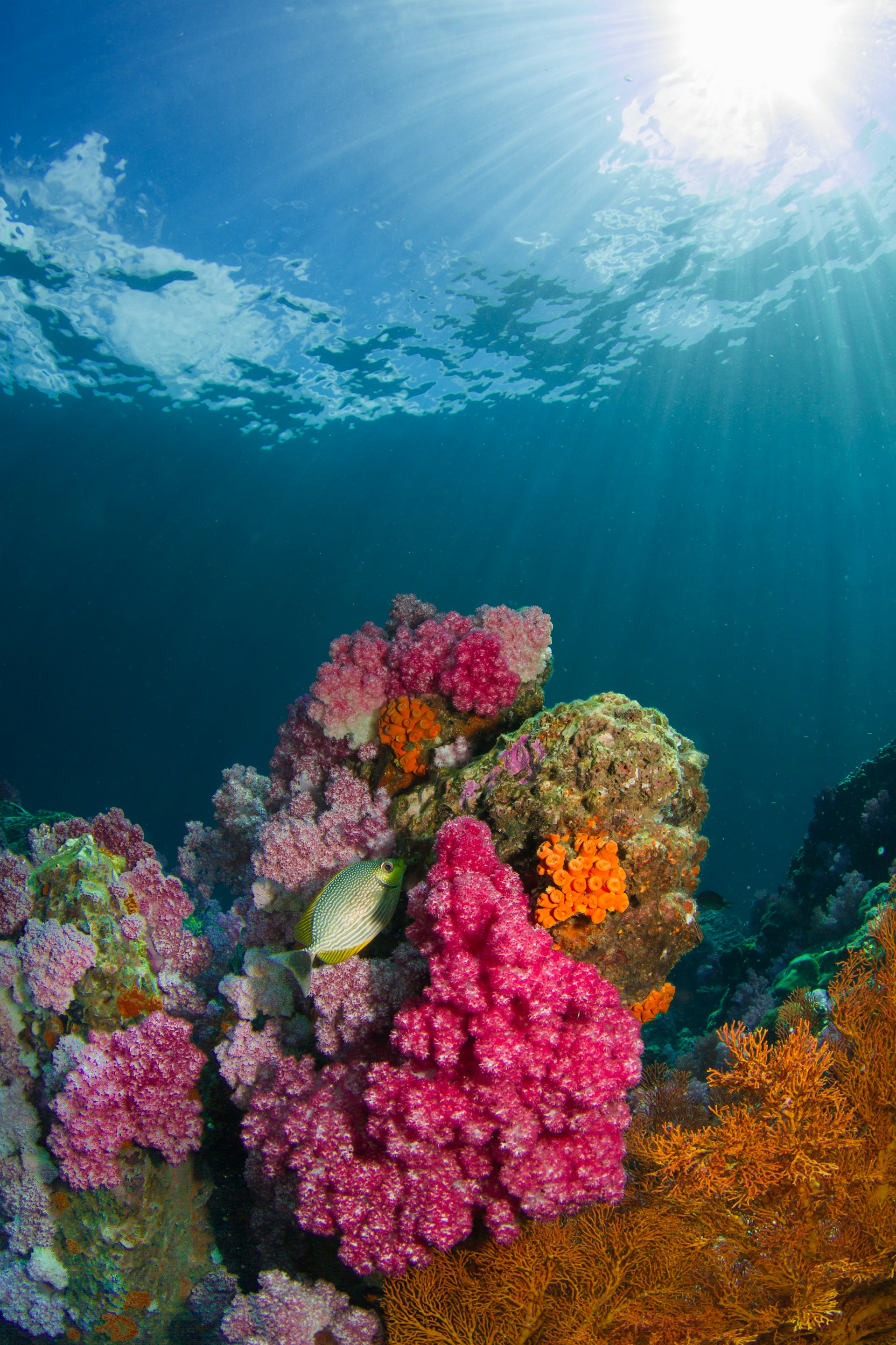 Buceo y snorkel en Key Largo