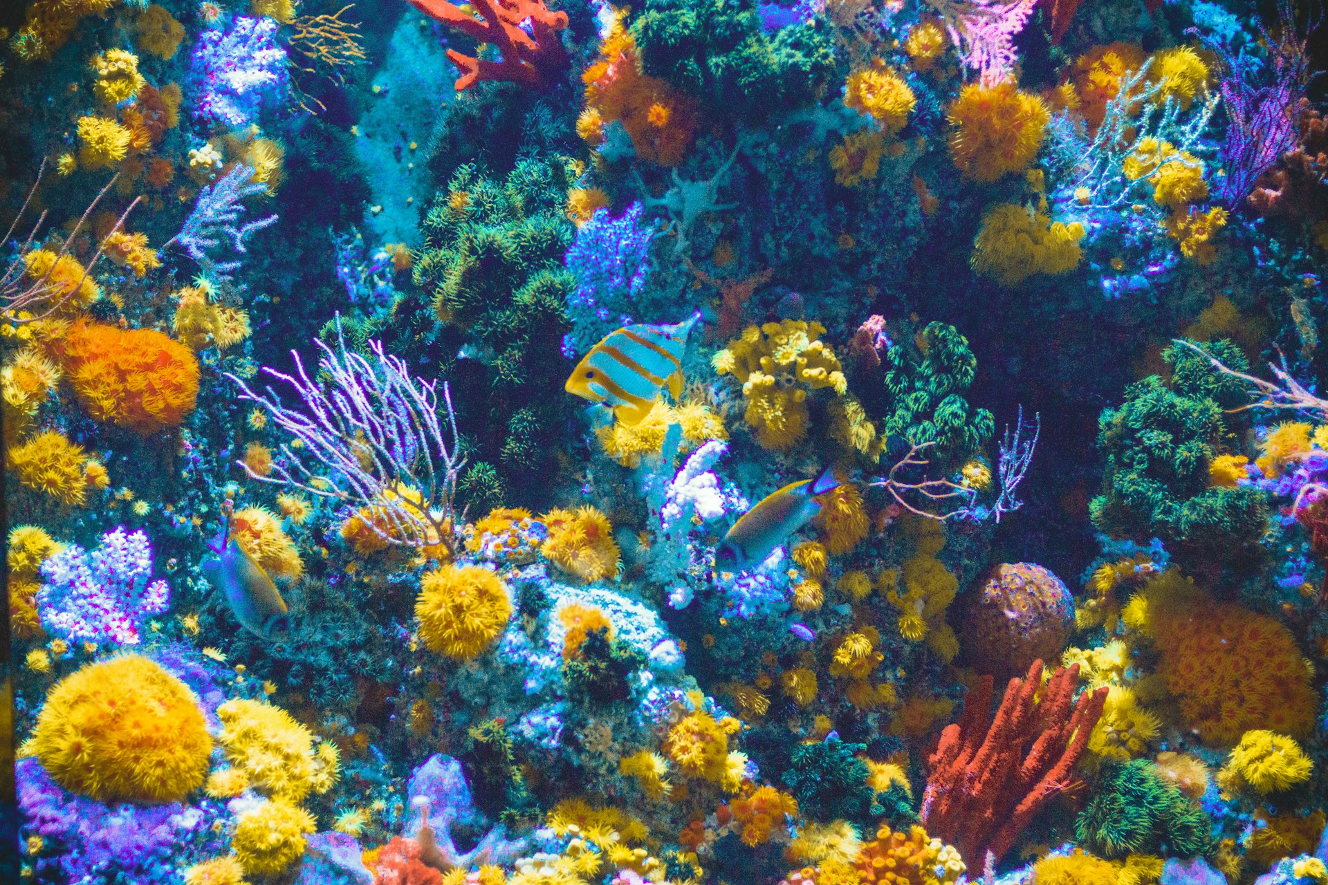 Snorkel en aguas cristalinas de Key Largo