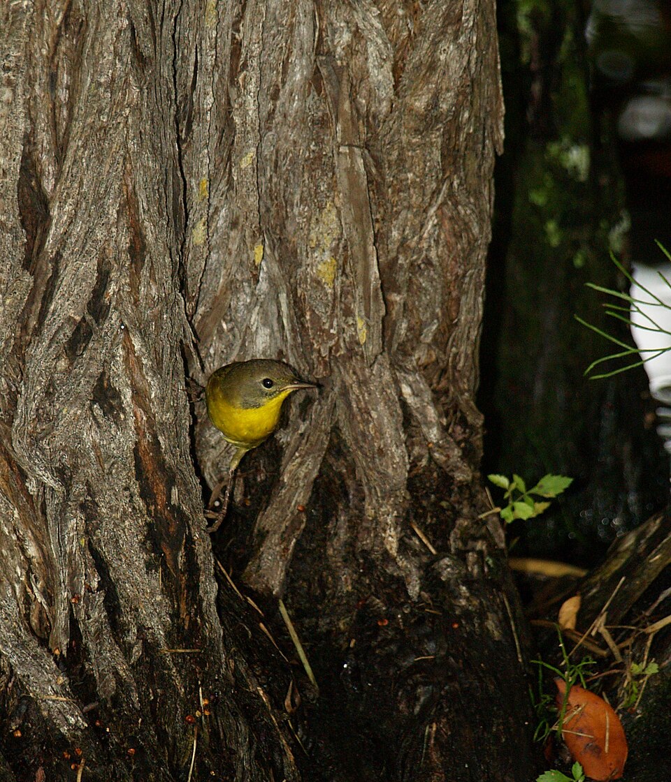 Curruca de antifaz en Matheson Hammock
