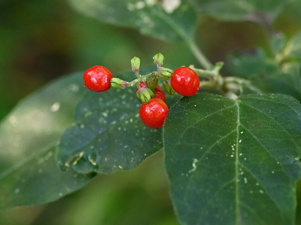 Flora nativa del hammock subtropical