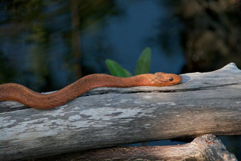 Serpiente de agua en los pantanos