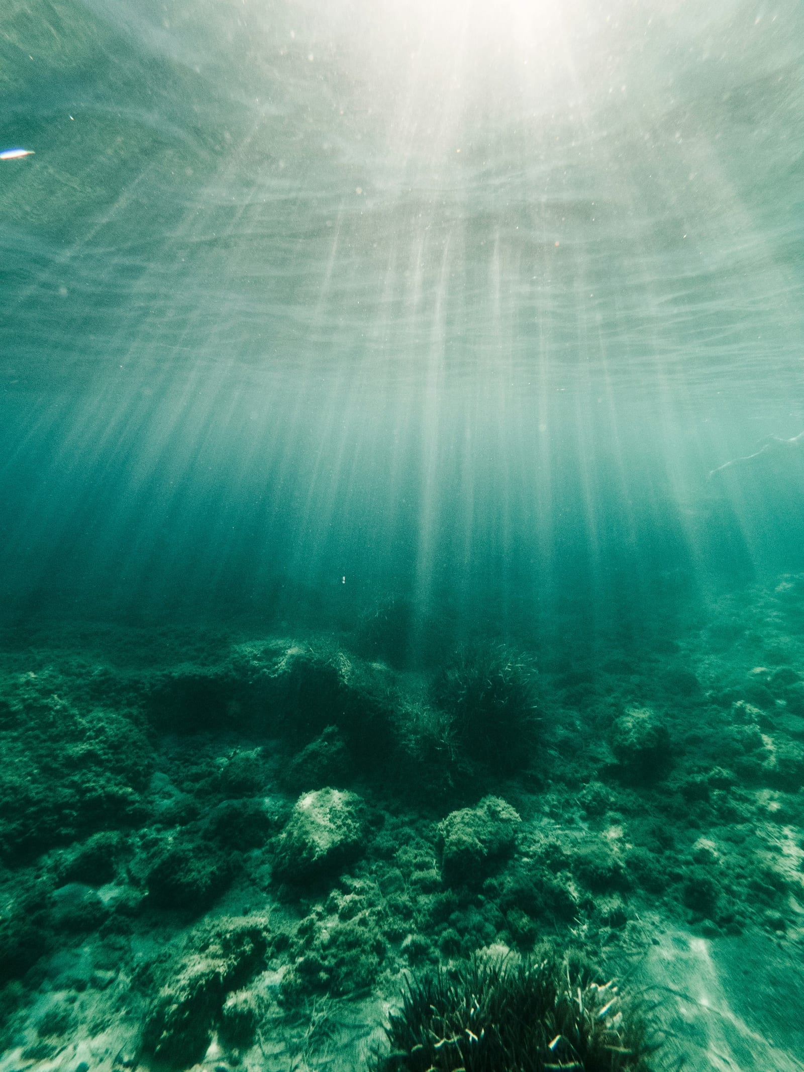 Estructuras submarinas del Neptune Memorial Reef frente a Key Biscayne