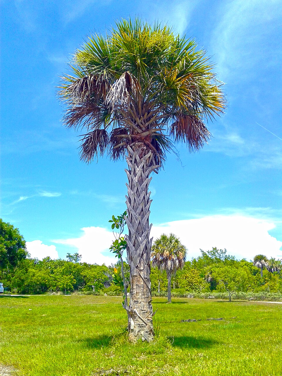 Mountain bike en trail natural de Florida
