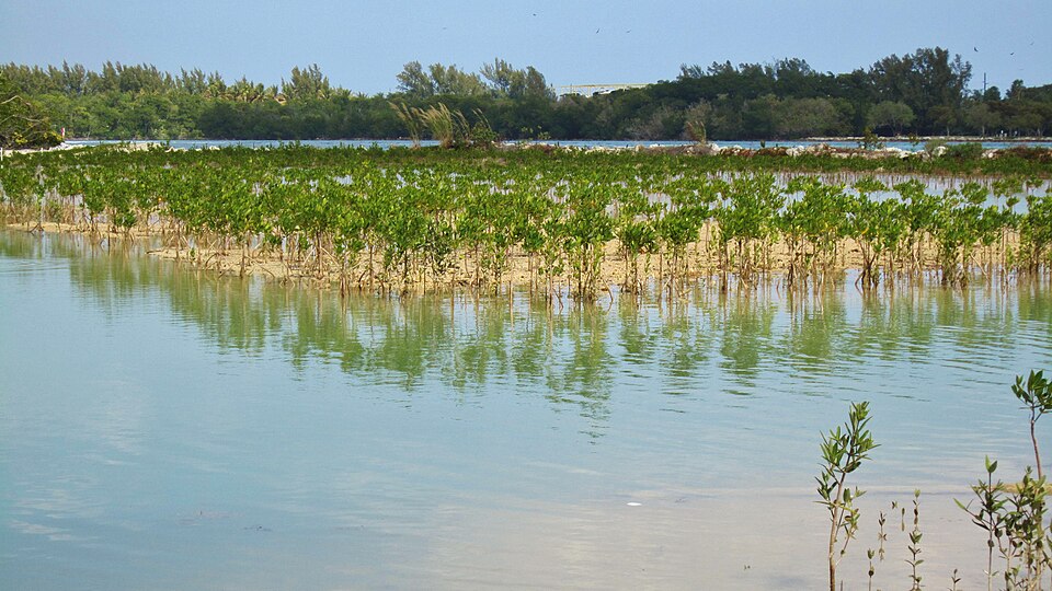 Manglares en Oleta River State Park